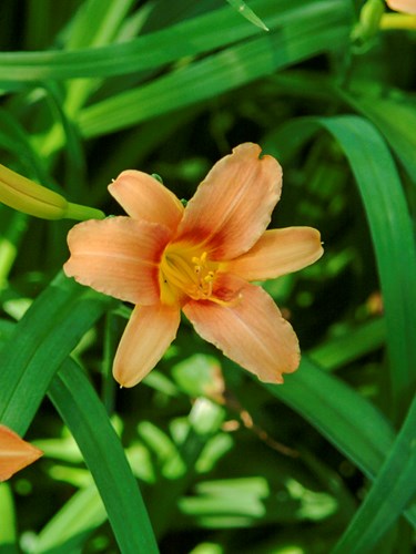 Hemerocallis Lilliput